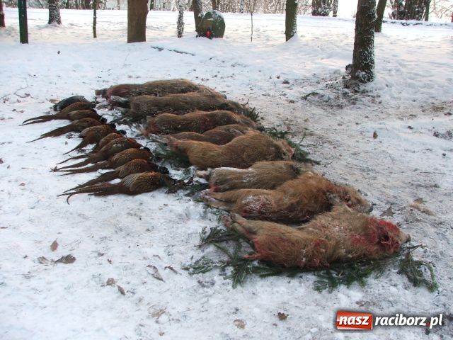 Zdjęcie w galerii na portalu naszraciborz.pl: Udany wigilijny pokot  wiadomości z regionu