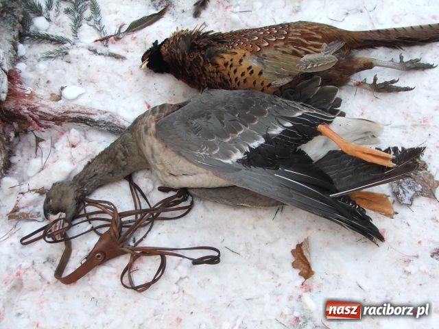 Zdjęcie w galerii na portalu naszraciborz.pl: Udany wigilijny pokot  wiadomości z regionu
