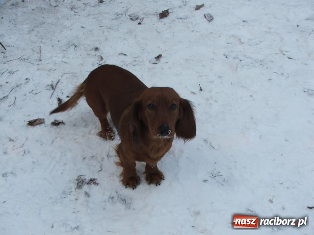 Zdjęcie w galerii na portalu naszraciborz.pl: Udany wigilijny pokot  wiadomości z regionu