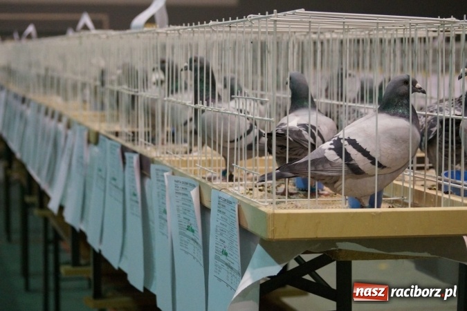 Zdjęcie w galerii na portalu naszraciborz.pl: Hodowcy z regionu wystawili swoje piękności w Nędzy wiadomości z regionu