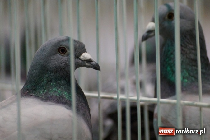 Zdjęcie w galerii na portalu naszraciborz.pl: Hodowcy z regionu wystawili swoje piękności w Nędzy wiadomości z regionu