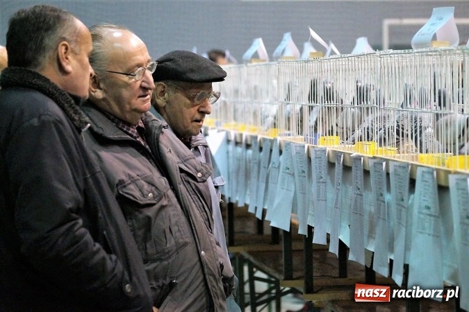 Zdjęcie w galerii na portalu naszraciborz.pl: Hodowcy z regionu wystawili swoje piękności w Nędzy wiadomości z regionu