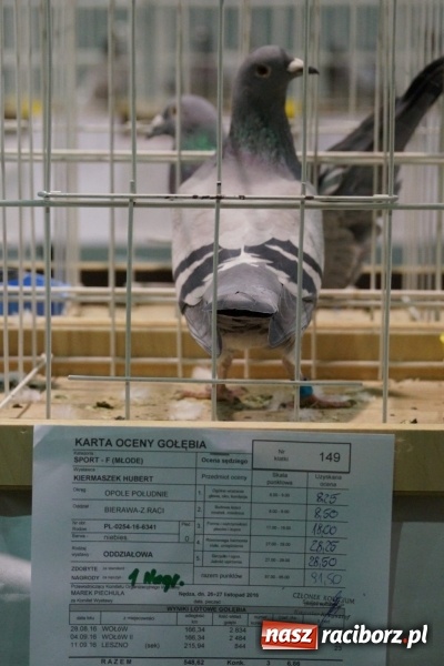 Zdjęcie w galerii na portalu naszraciborz.pl: Hodowcy z regionu wystawili swoje piękności w Nędzy wiadomości z regionu