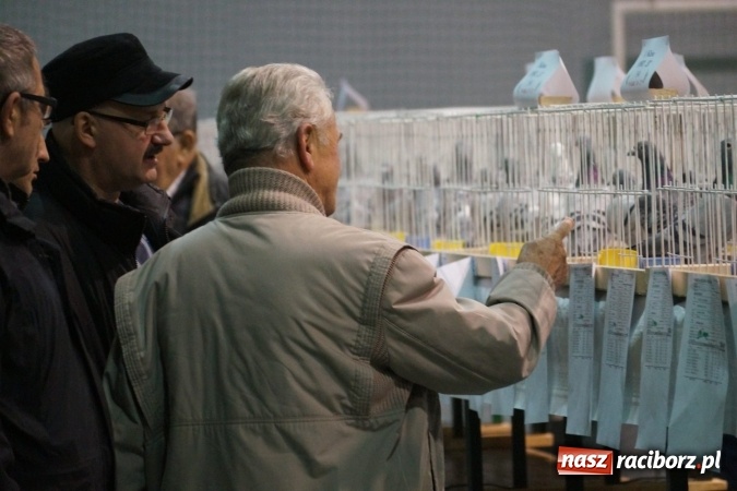 Zdjęcie w galerii na portalu naszraciborz.pl: Hodowcy z regionu wystawili swoje piękności w Nędzy wiadomości z regionu