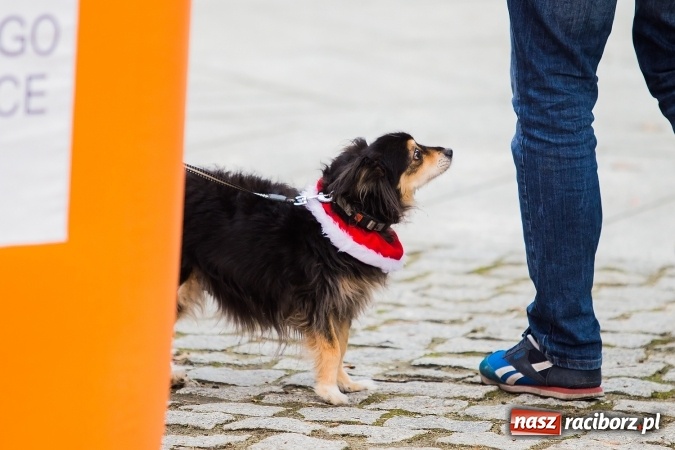 Zdjęcie w galerii na portalu naszraciborz.pl: Bieg Mikołajkowy w parku Roth wiadomości z regionu