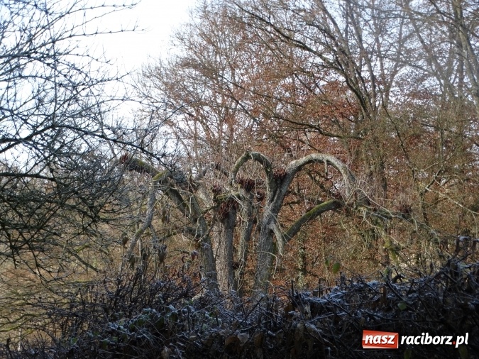 Zdjęcie w galerii na portalu naszraciborz.pl: Raciborzanie wśród przyjaciół, czyli występy młodych artystów z MDK w Raciborzu w sercu Bawarii - część II  wiadomości z regionu
