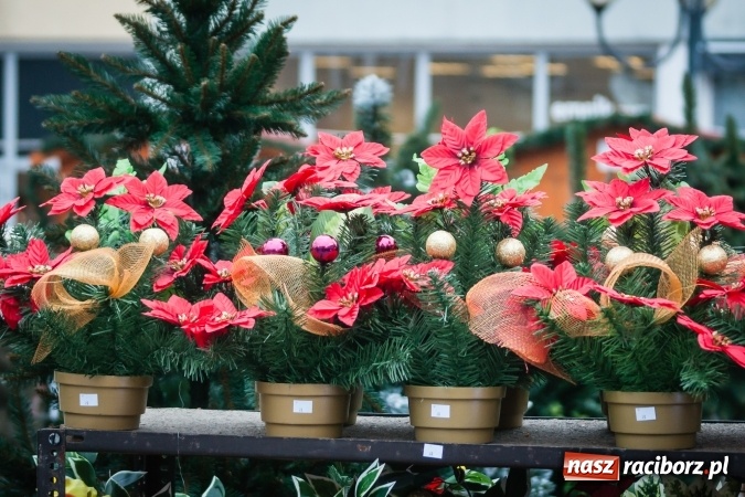 Zdjęcie w galerii na portalu naszraciborz.pl: Dziś rozpoczął się Jarmark Bożonarodzeniowy wiadomości z regionu