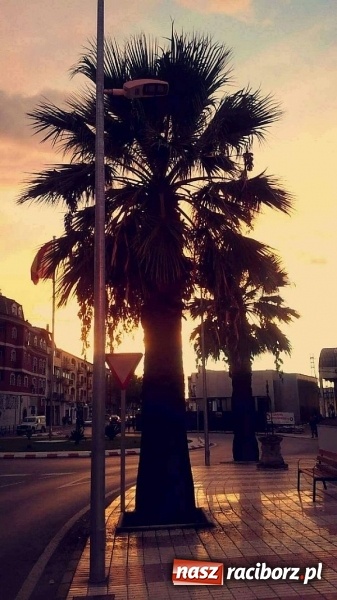 Zdjęcie w galerii na portalu naszraciborz.pl: Praktyki raciborskich logistyków i spedytorów w Hiszpanii  wiadomości z regionu