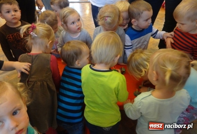 Zdjęcie w galerii na portalu naszraciborz.pl: Fikusie czekają na święta  wiadomości z regionu