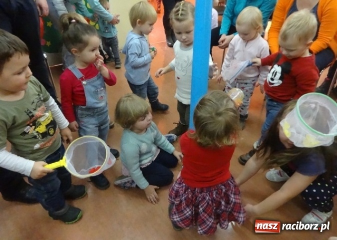 Zdjęcie w galerii na portalu naszraciborz.pl: Fikusie czekają na święta  wiadomości z regionu