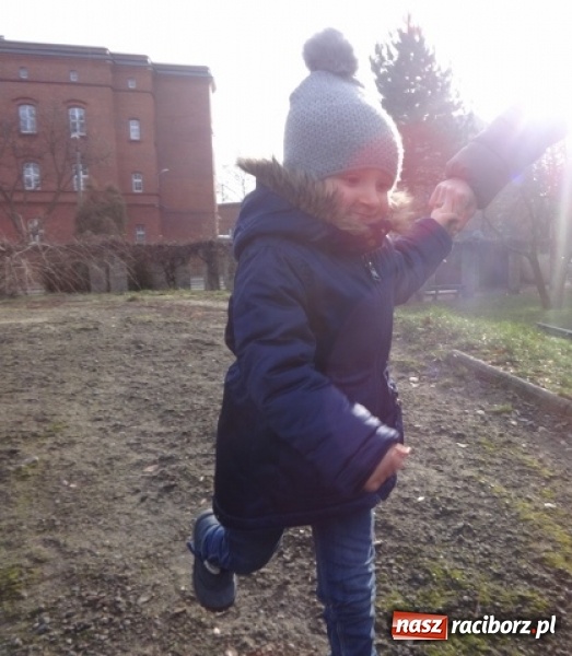 Zdjęcie w galerii na portalu naszraciborz.pl: Fikusie czekają na święta  wiadomości z regionu