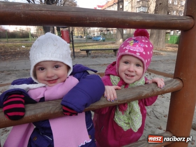 Zdjęcie w galerii na portalu naszraciborz.pl: Fikusie czekają na święta  wiadomości z regionu