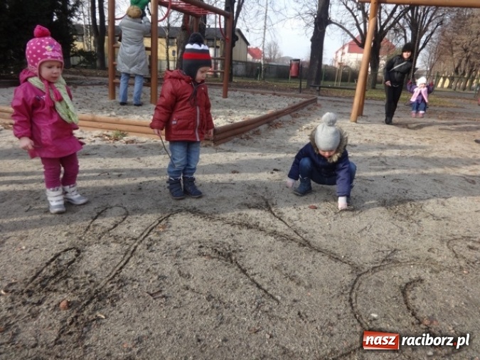 Zdjęcie w galerii na portalu naszraciborz.pl: Fikusie czekają na święta  wiadomości z regionu