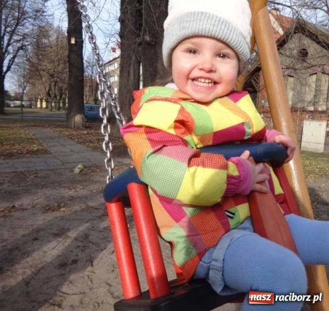 Zdjęcie w galerii na portalu naszraciborz.pl: Fikusie czekają na święta  wiadomości z regionu
