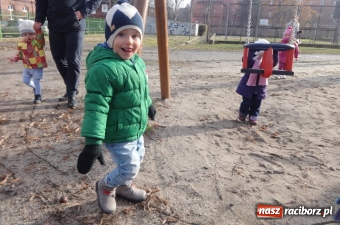 Zdjęcie w galerii na portalu naszraciborz.pl: Fikusie czekają na święta  wiadomości z regionu