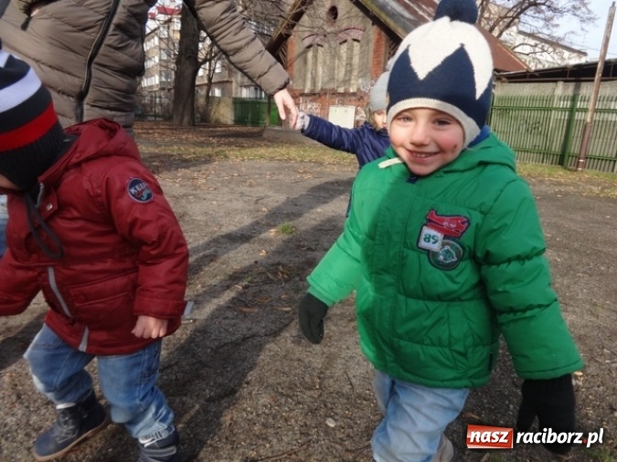 Zdjęcie w galerii na portalu naszraciborz.pl: Fikusie czekają na święta  wiadomości z regionu