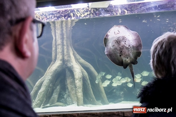 Zdjęcie w galerii na portalu naszraciborz.pl: Dwa nowe zbiorniki w Akwarium w Śląskim Ogrodzie Zoologicznym zostały oddane dla zwiedzających wiadomości z regionu