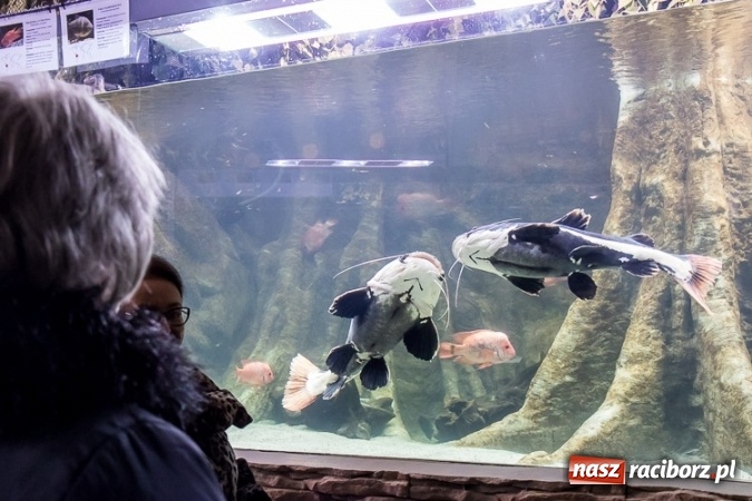 Zdjęcie w galerii na portalu naszraciborz.pl: Dwa nowe zbiorniki w Akwarium w Śląskim Ogrodzie Zoologicznym zostały oddane dla zwiedzających wiadomości z regionu