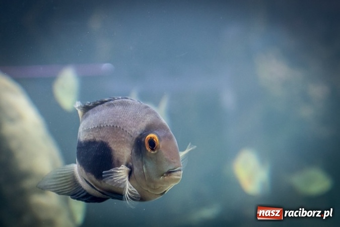 Zdjęcie w galerii na portalu naszraciborz.pl: Dwa nowe zbiorniki w Akwarium w Śląskim Ogrodzie Zoologicznym zostały oddane dla zwiedzających wiadomości z regionu