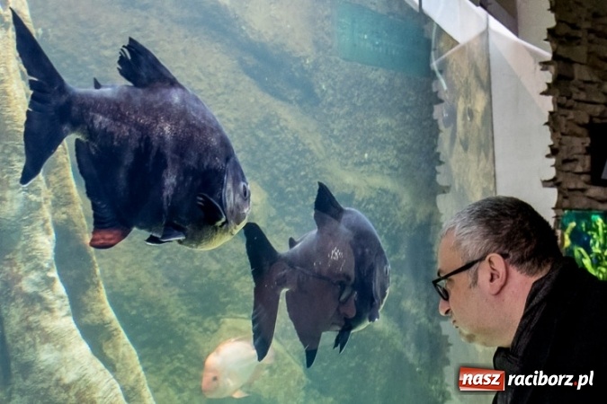 Zdjęcie w galerii na portalu naszraciborz.pl: Dwa nowe zbiorniki w Akwarium w Śląskim Ogrodzie Zoologicznym zostały oddane dla zwiedzających wiadomości z regionu