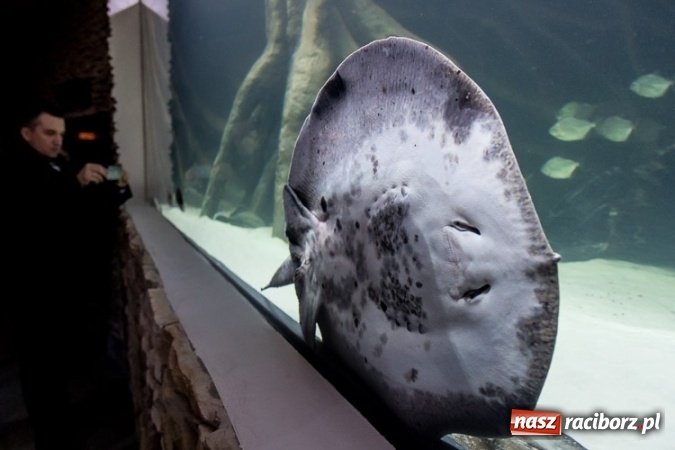 Zdjęcie w galerii na portalu naszraciborz.pl: Dwa nowe zbiorniki w Akwarium w Śląskim Ogrodzie Zoologicznym zostały oddane dla zwiedzających wiadomości z regionu
