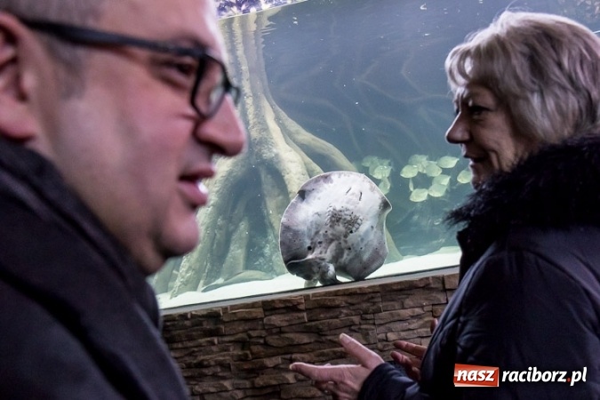 Zdjęcie w galerii na portalu naszraciborz.pl: Dwa nowe zbiorniki w Akwarium w Śląskim Ogrodzie Zoologicznym zostały oddane dla zwiedzających wiadomości z regionu