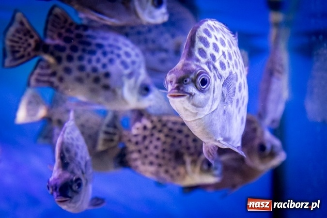 Zdjęcie w galerii na portalu naszraciborz.pl: Dwa nowe zbiorniki w Akwarium w Śląskim Ogrodzie Zoologicznym zostały oddane dla zwiedzających wiadomości z regionu