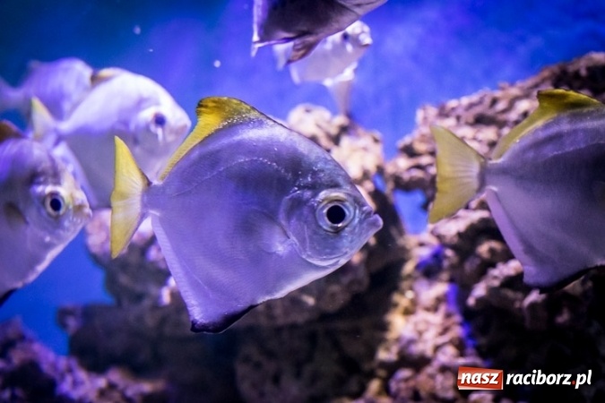 Zdjęcie w galerii na portalu naszraciborz.pl: Dwa nowe zbiorniki w Akwarium w Śląskim Ogrodzie Zoologicznym zostały oddane dla zwiedzających wiadomości z regionu