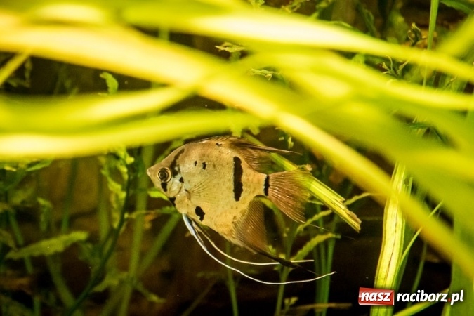 Zdjęcie w galerii na portalu naszraciborz.pl: Dwa nowe zbiorniki w Akwarium w Śląskim Ogrodzie Zoologicznym zostały oddane dla zwiedzających wiadomości z regionu