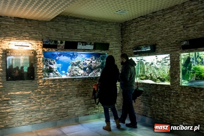 Zdjęcie w galerii na portalu naszraciborz.pl: Dwa nowe zbiorniki w Akwarium w Śląskim Ogrodzie Zoologicznym zostały oddane dla zwiedzających wiadomości z regionu