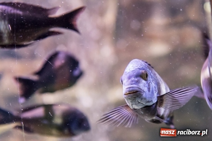 Zdjęcie w galerii na portalu naszraciborz.pl: Dwa nowe zbiorniki w Akwarium w Śląskim Ogrodzie Zoologicznym zostały oddane dla zwiedzających wiadomości z regionu