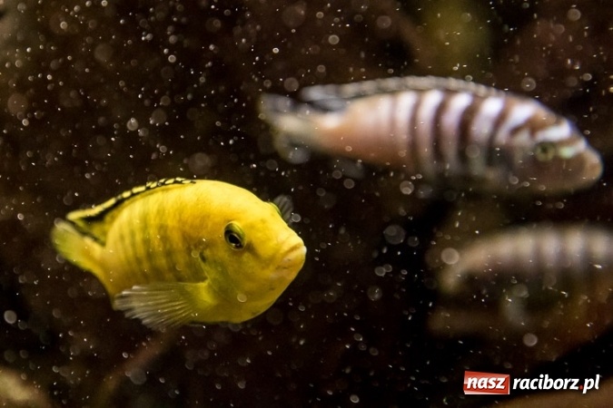 Zdjęcie w galerii na portalu naszraciborz.pl: Dwa nowe zbiorniki w Akwarium w Śląskim Ogrodzie Zoologicznym zostały oddane dla zwiedzających wiadomości z regionu