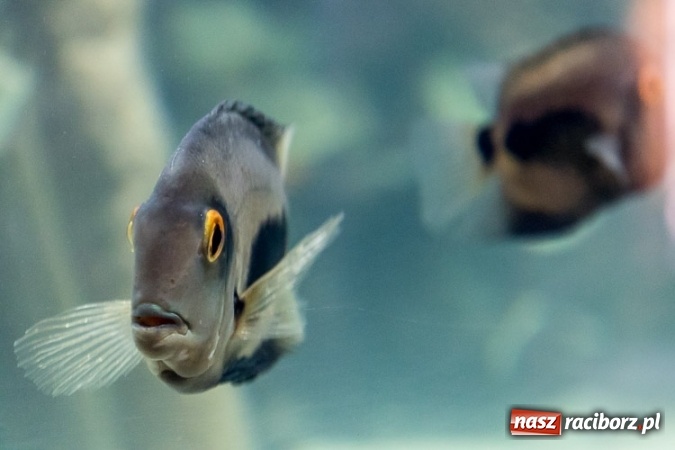 Zdjęcie w galerii na portalu naszraciborz.pl: Dwa nowe zbiorniki w Akwarium w Śląskim Ogrodzie Zoologicznym zostały oddane dla zwiedzających wiadomości z regionu