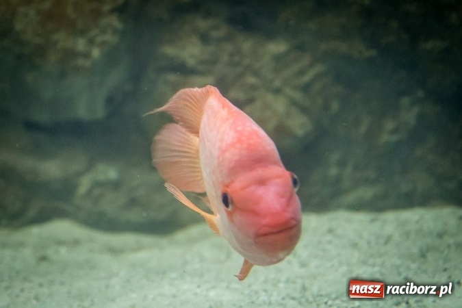 Zdjęcie w galerii na portalu naszraciborz.pl: Dwa nowe zbiorniki w Akwarium w Śląskim Ogrodzie Zoologicznym zostały oddane dla zwiedzających wiadomości z regionu