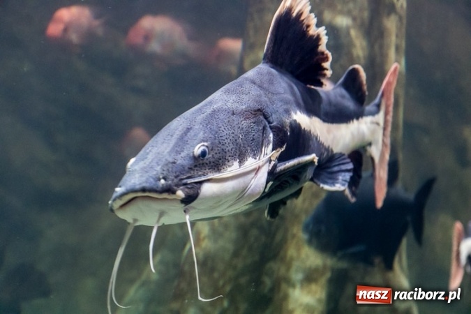 Zdjęcie w galerii na portalu naszraciborz.pl: Dwa nowe zbiorniki w Akwarium w Śląskim Ogrodzie Zoologicznym zostały oddane dla zwiedzających wiadomości z regionu