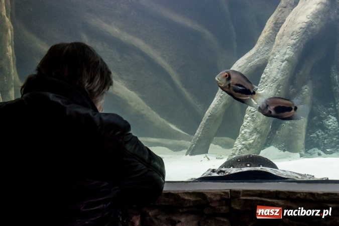 Zdjęcie w galerii na portalu naszraciborz.pl: Dwa nowe zbiorniki w Akwarium w Śląskim Ogrodzie Zoologicznym zostały oddane dla zwiedzających wiadomości z regionu