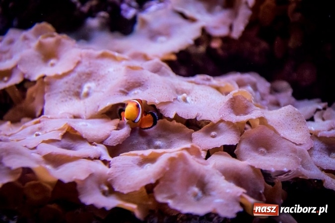 Zdjęcie w galerii na portalu naszraciborz.pl: Dwa nowe zbiorniki w Akwarium w Śląskim Ogrodzie Zoologicznym zostały oddane dla zwiedzających wiadomości z regionu