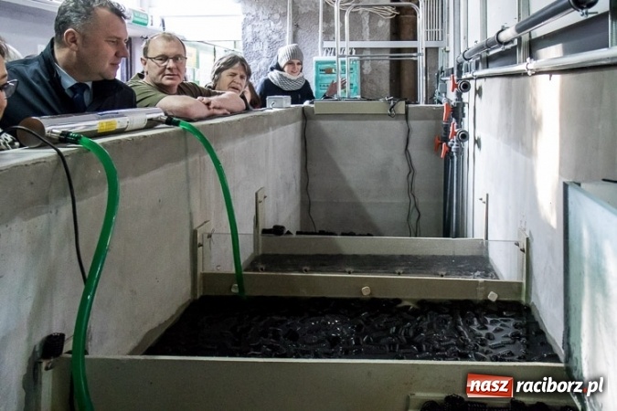 Zdjęcie w galerii na portalu naszraciborz.pl: Dwa nowe zbiorniki w Akwarium w Śląskim Ogrodzie Zoologicznym zostały oddane dla zwiedzających wiadomości z regionu