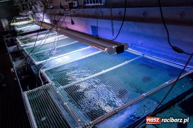 Zdjęcie w galerii na portalu naszraciborz.pl: Dwa nowe zbiorniki w Akwarium w Śląskim Ogrodzie Zoologicznym zostały oddane dla zwiedzających wiadomości z regionu