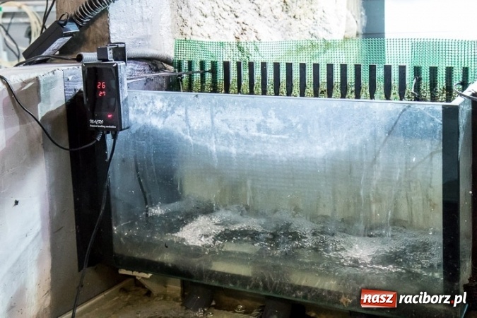 Zdjęcie w galerii na portalu naszraciborz.pl: Dwa nowe zbiorniki w Akwarium w Śląskim Ogrodzie Zoologicznym zostały oddane dla zwiedzających wiadomości z regionu