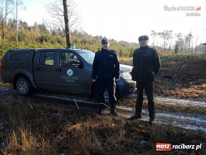 Zdjęcie w galerii na portalu naszraciborz.pl: Kryptonim Choinka. Policjanci i strażnicy leśni polowali na złodziei  wiadomości z regionu