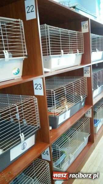 Zdjęcie w galerii na portalu naszraciborz.pl: Ślōnski Króliczok, czyli jak ratowano chorego Sezamka wiadomości z regionu