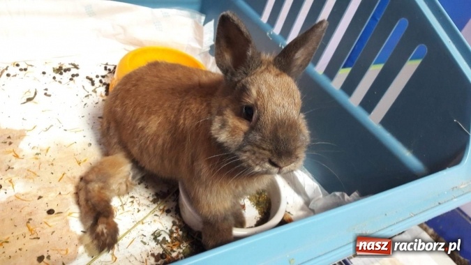 Zdjęcie w galerii na portalu naszraciborz.pl: Ślōnski Króliczok, czyli jak ratowano chorego Sezamka wiadomości z regionu