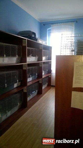 Zdjęcie w galerii na portalu naszraciborz.pl: Ślōnski Króliczok, czyli jak ratowano chorego Sezamka wiadomości z regionu