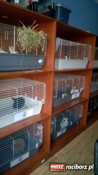 Zdjęcie w galerii na portalu naszraciborz.pl: Ślōnski Króliczok, czyli jak ratowano chorego Sezamka wiadomości z regionu