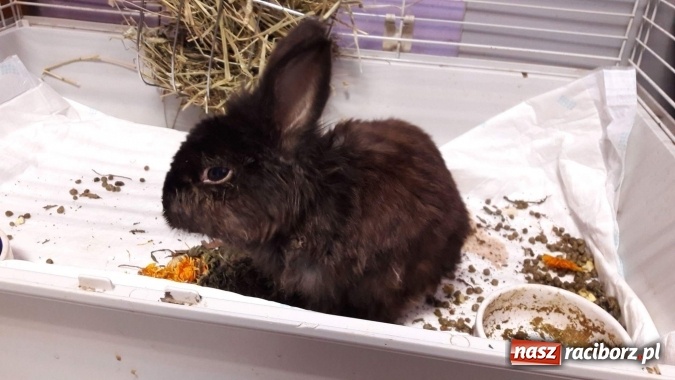 Zdjęcie w galerii na portalu naszraciborz.pl: Ślōnski Króliczok, czyli jak ratowano chorego Sezamka wiadomości z regionu