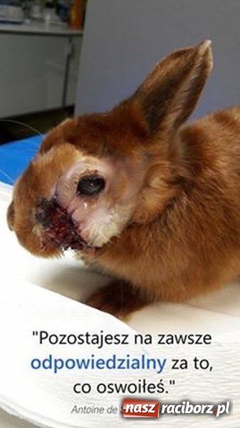 Zdjęcie w galerii na portalu naszraciborz.pl: Ślōnski Króliczok, czyli jak ratowano chorego Sezamka wiadomości z regionu