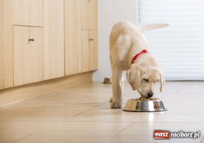 Zdjęcie w galerii na portalu naszraciborz.pl: Zadbaj o zdrowie i prawidłowy rozwój Twojego szczeniaka ze sklepem Zoo-Mar wiadomości z regionu