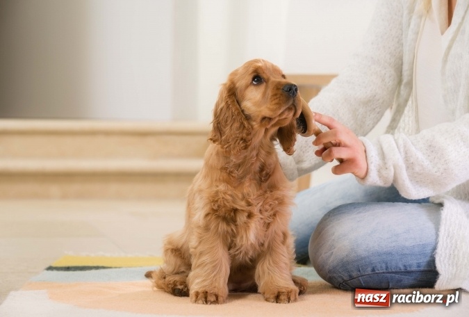 Zdjęcie w galerii na portalu naszraciborz.pl: Zadbaj o zdrowie i prawidłowy rozwój Twojego szczeniaka ze sklepem Zoo-Mar wiadomości z regionu