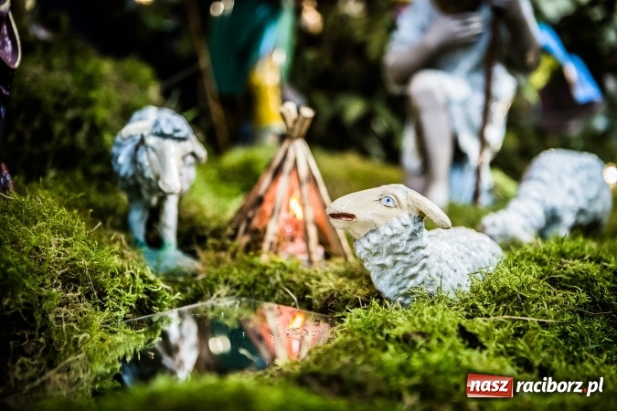 Zdjęcie w galerii na portalu naszraciborz.pl: Przepiękne raciborskie szopki AD 2016  wiadomości z regionu